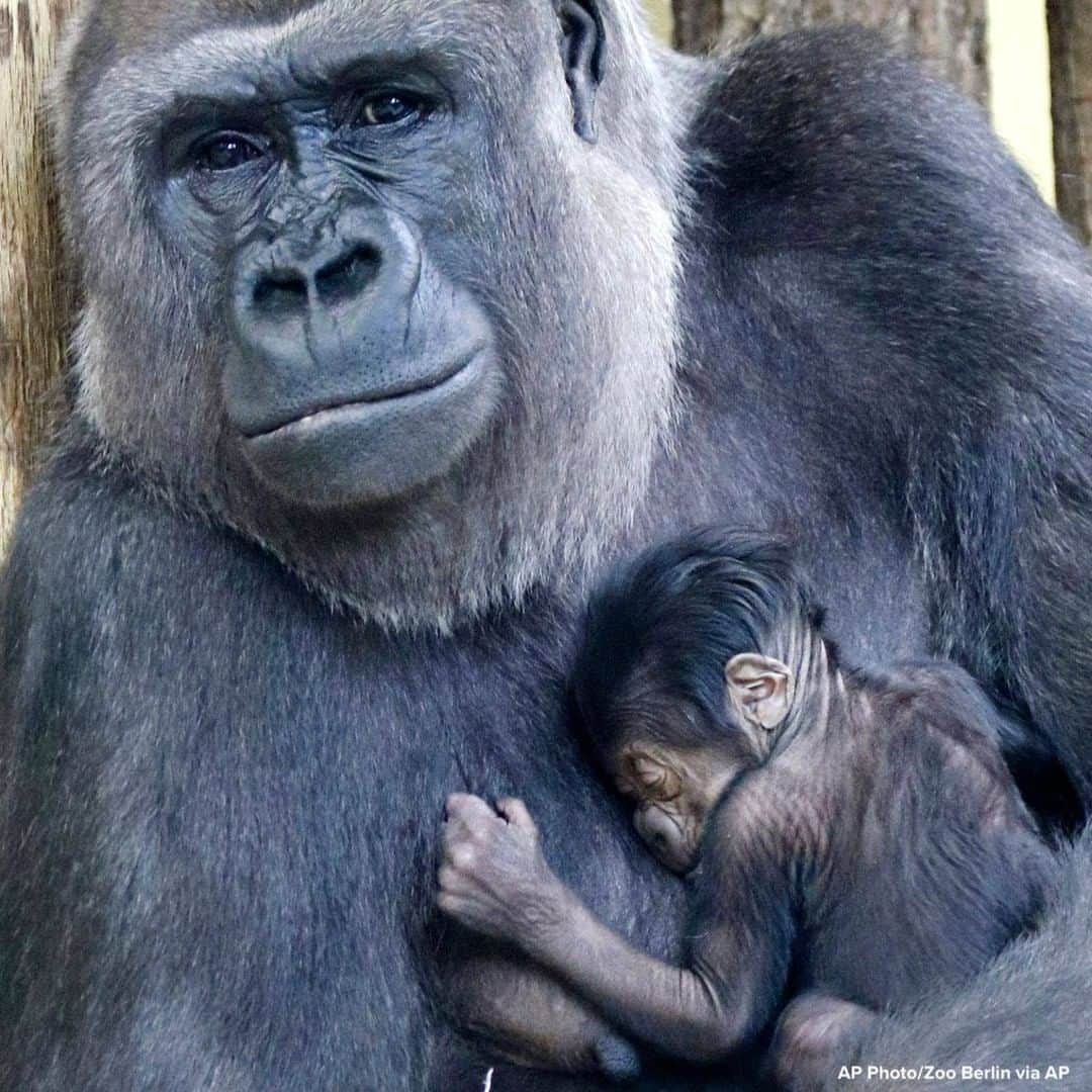 ABC Newsさんのインスタグラム写真 - (ABC NewsInstagram)「HOLD ON TIGHT: Baby gorilla sleeps in the arms of its mother Bibi in its enclosure at the zoo in Berlin, Germany. #babyanimals」2月18日 18時33分 - abcnews