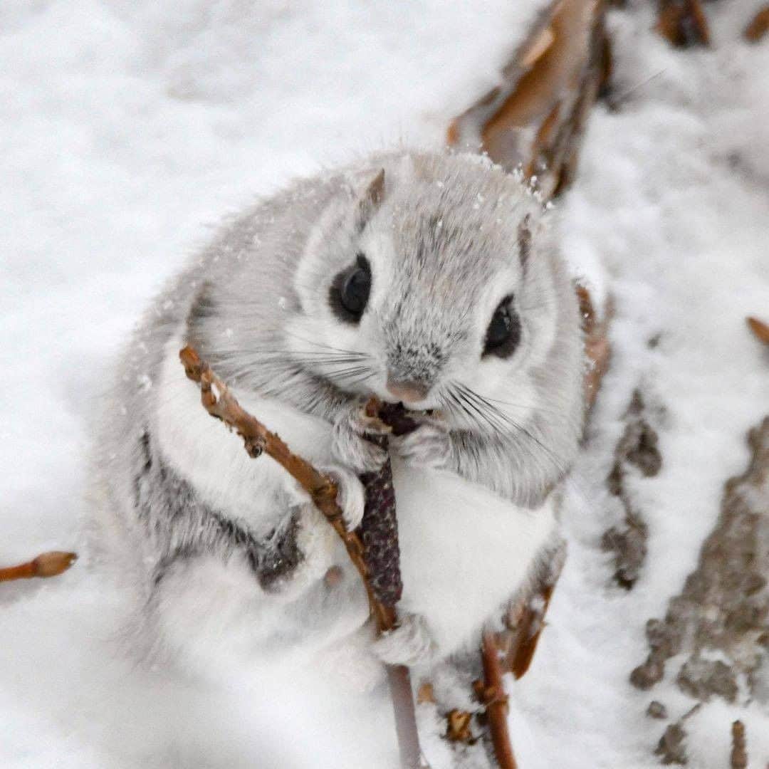 のインスタグラム：「#エゾモモンガ 北海道に生息するモモンガの一種です。 体長は15cm～18cmで体重は100g前後。モフモフでくりくりとした瞳がかわいいですね。 . 明日も、ふわふわで小さくて癒される人気のあの生き物をご紹介しますのでお楽しみに . . ━━━━━━━━━━━━━━━ 📍 北海道 📷 photo by @yasumac131 ━━━━━━━━━━━━━━━ 📎 【 #じゃらんおすすめ_北海道 】 おでかけの参考に、ピックアップしたお写真をエリア別でまとめました！ ━━━━━━━━━━━━━━━ . . 素敵なお写真をありがとうございました😍 . . ☑ 新型コロナウイルス感染症拡大防止の観点から、各自治体により自粛要請等が行われている可能性があります。ご利用の際には、あらかじめ最新の情報をご確認ください。また、感染拡大の防止に充分ご配慮いただくようお願いいたします。 ☑ #jalan_travel をつけて、ぜひ今までの旅行先の思い出写真を投稿してください。このアカウントでご紹介させていただきます。(じゃらんニュースでも紹介される可能性があります） . . . . . . #もふもふ　#北海道 #hokkaido #モモンガ #癒し #どうぶつ #じゃらん #観光 #観光地 #観光スポット #旅行 #旅行好きな人と繋がりたい #旅行好き #写真好きな人と繋がりたい #ファインダー越しの私の世界 #Japan #travel #travellers #trip #jalan #japantravelphoto #japantrip #japantravel #jalan_white」