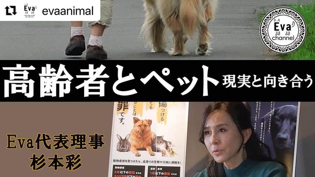 杉本彩のインスタグラム：「#Repost @evaanimal with @make_repost ・・・ 今回は、とある市の獣医師会が進めている、繁殖引退犬猫を高齢者に譲渡するという事業を取り上げ、「高齢者とペット」の問題にクローズアップ！  高齢の飼い主さんが、入院や介護施設へ行くことになった、またお亡くなりになってしまった、などの理由で行き場を失うペットが後を絶ちません。  また、高齢者と多頭飼育崩壊の問題や、適切に飼養できないネグレクトの問題などもあります。  ご高齢の方が動物をお迎えする際は、ご自分の年齢や体力、そして万が一の場合の引き受け先などについてよくお考えになってからお迎え頂けたらと思います。  https://youtu.be/VYe1d37nDqQ  #高齢者とペット  #高齢者の多頭飼育  #繁殖引退犬」