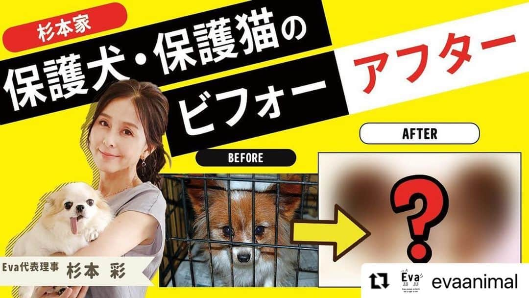 杉本彩さんのインスタグラム写真 - (杉本彩Instagram)「#Repost @evaanimal with @make_repost ・・・ 今回は、杉本家の保護犬・保護猫のビフォー＆アフターをお届けします！  保護されてきた当時の写真から、杉本家で愛情を注がれた後の、目がキラキラ本当に生き生きした写真は、必見です！  また、障害を持った黒猫のさくらを動物保護センターから引取り、介護をし、看取った当時の心境を語っています。 どうぞ、ハンカチ片手にご覧ください！  動物って、飼い主さんの愛情によって本当に変わるんだな、もう一度生命を取り戻すんだなと感じていただけたらと思います。 そして精一杯生きたその尊い命を全うさせた時、私たちの心に何が残るのか…、これまで動物を看取った人たち全員が思うことだと思います。是非ぜひご覧ください！  https://youtu.be/1_VyPh7TOrI  #保護犬ビフォーアフター #保護猫ビフォーアフター  #ペットロス  #ペットロス乗り越え中」2月18日 18時49分 - sugimoto_aya0719