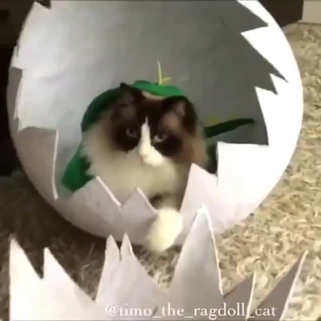 のインスタグラム：「Never be forgotten. Miss you Timo⠀ ⠀ 🎥@timo_the_ragdoll_cat⠀ ⠀ #meowed #Timo #ragdoll #dino #hatching #dinocat #dinosaurus」