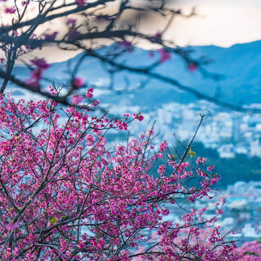 Be.okinawaさんのインスタグラム写真 - (Be.okinawaInstagram)「"Nago Chuo Park Observatory" is a hill overlooking a spectacular view of Nago City. You can relax at the café on the mountain top, a popular place frequented by locals. In February, the blooming of cherry blossoms fascinates visitors. You can await the sunset over the sea at dusk and enjoy the evening view that depicts the city’s night life.  When driving through Nago City, for instance, on your way to Churaumi Aquarium, please stop by and see the panorama of Nago City!  📍: Nago Chuo Park Observatory  Tag your own photos from your past memories in Okinawa with #visitokinawa / #beokinawa to give us permission to repost!  #名護市 #nagocity #나고시 #展望台 #Observatory #天文台 #전망대 #絶景 #superbview #美景 #japan #travelgram #instatravel #okinawa #doyoutravel #japan_of_insta #passportready #japantrip #traveldestination #okinawajapan #okinawatrip #沖縄 #沖繩 #오키나와 #旅行 #여행 #打卡 #여행스타그램」2月18日 19時00分 - visitokinawajapan