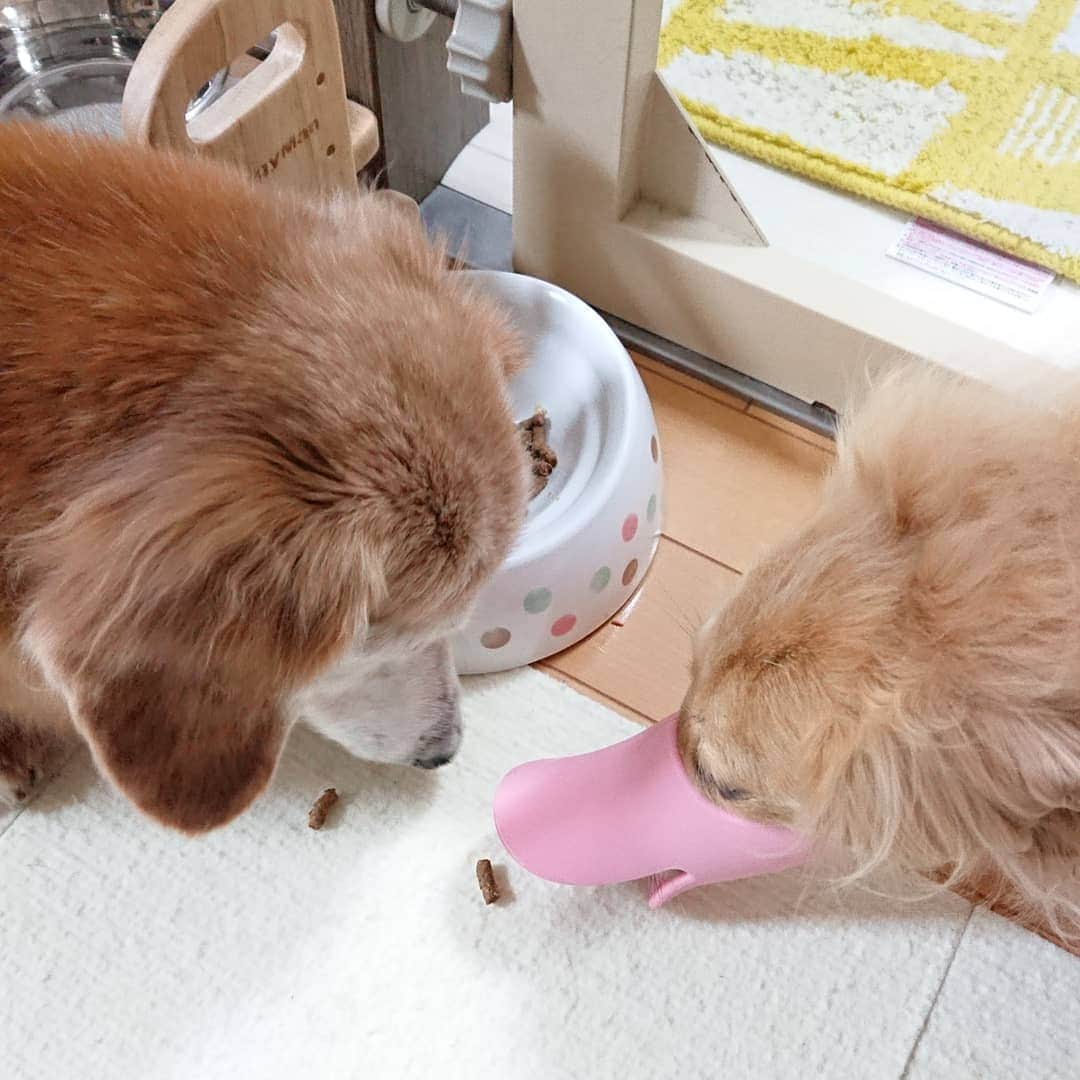 kazumiのインスタグラム：「. 朝の光景🌄🐶🐶 . ルカくん、お爺ちゃんだからかわざとなのか、こぼすこぼす😅 . それを狙うレアちゃん🤭 . レア ＝ 早食い ルカ ＝ 遅食い 結果こうなっちゃう…😅💝 * * * #ルカ#ルーちゃん#レア#レアちゃん#愛犬#癒し#可愛い#ダックス#ダックスフンド#ミニチュアダックス#ミニチュアダックスフンド# 親バカ#食いしん坊#気まぐれお爺ちゃん#よく寝るお爺ちゃん#ヤンチャ姫#シニア犬#レア日記#お爺ちゃん日記 #dachshund#miniaturedachshund#dachshund_world#dogstagram#dogofinstagram#dachshundsofinstagram#dachshundlove#instadog#cute#pretty#love」