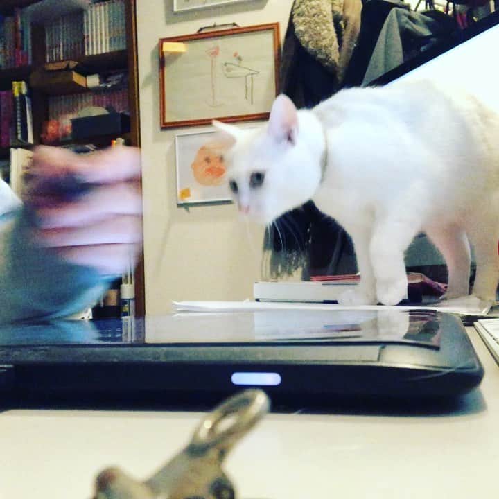水谷さるころのインスタグラム：「今日も襲われています。　#おファルにゃん」