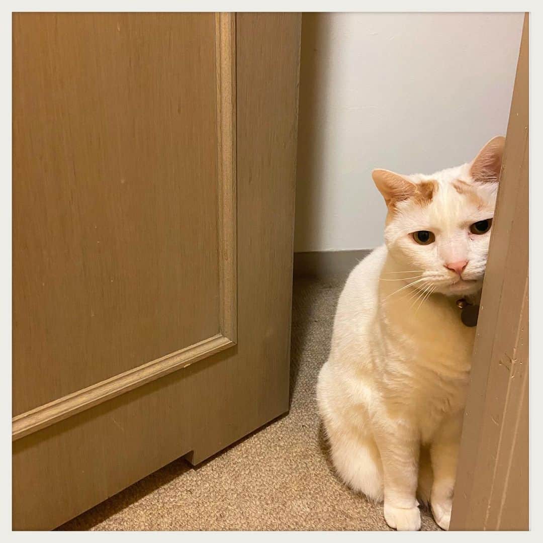 kumikoのインスタグラム：「あの黒いのにいっつも先越されてる気がする。。。」