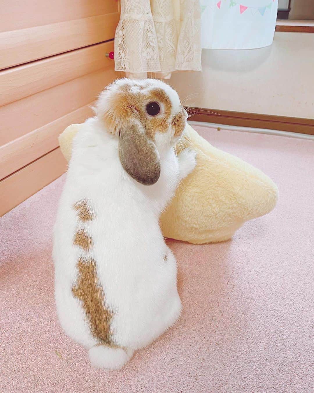 usagraphのインスタグラム：「そのうち手に持って歩きそう(笑) ＊ ＊ ＊ #うさぎ　#rabbit #bunny #アニマル写真部　＃instabunnies #igersjp  #tokyocameraclub #東京カメラ部  #bunnystagram  #うさぎ部 #ホーランドロップ #hollandlop  #ファインダー越しの私の世界  #myfujilove  #今日もx日和　#cutepets」