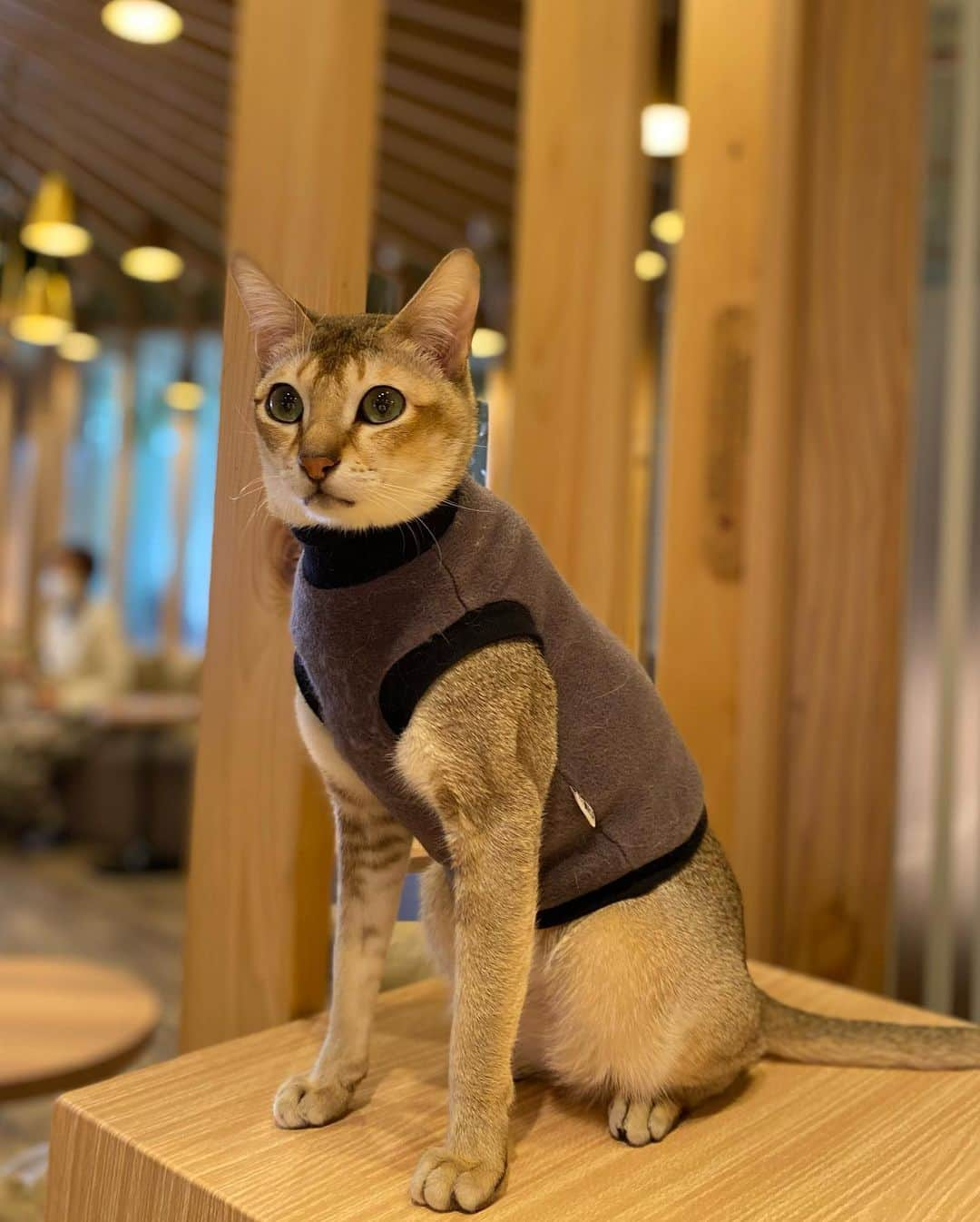 丸山悠美さんのインスタグラム写真 - (丸山悠美Instagram)「いつかの猫カフェ。﻿ すっかり猫様の人気者🐈🐾﻿ ペロペロ可愛いすぎて﻿ 見返すたびに悶絶。（ぜひスワイプして下さい🐾🍭﻿ ﻿ 自粛が明けたら、また行きたい。にゃぁ。﻿ ﻿ #猫カフェ #猫カフェモカ #猫カフェモカラウンジ#カフェ #猫カフェmocha #猫好き #cat #catstagram #neko #nekostagram  #親子 #happy #女の子ママ #子連れ #女の子ママ #8歳 #こどものいる暮らし #小学生ママ」2月18日 19時26分 - maruyumi