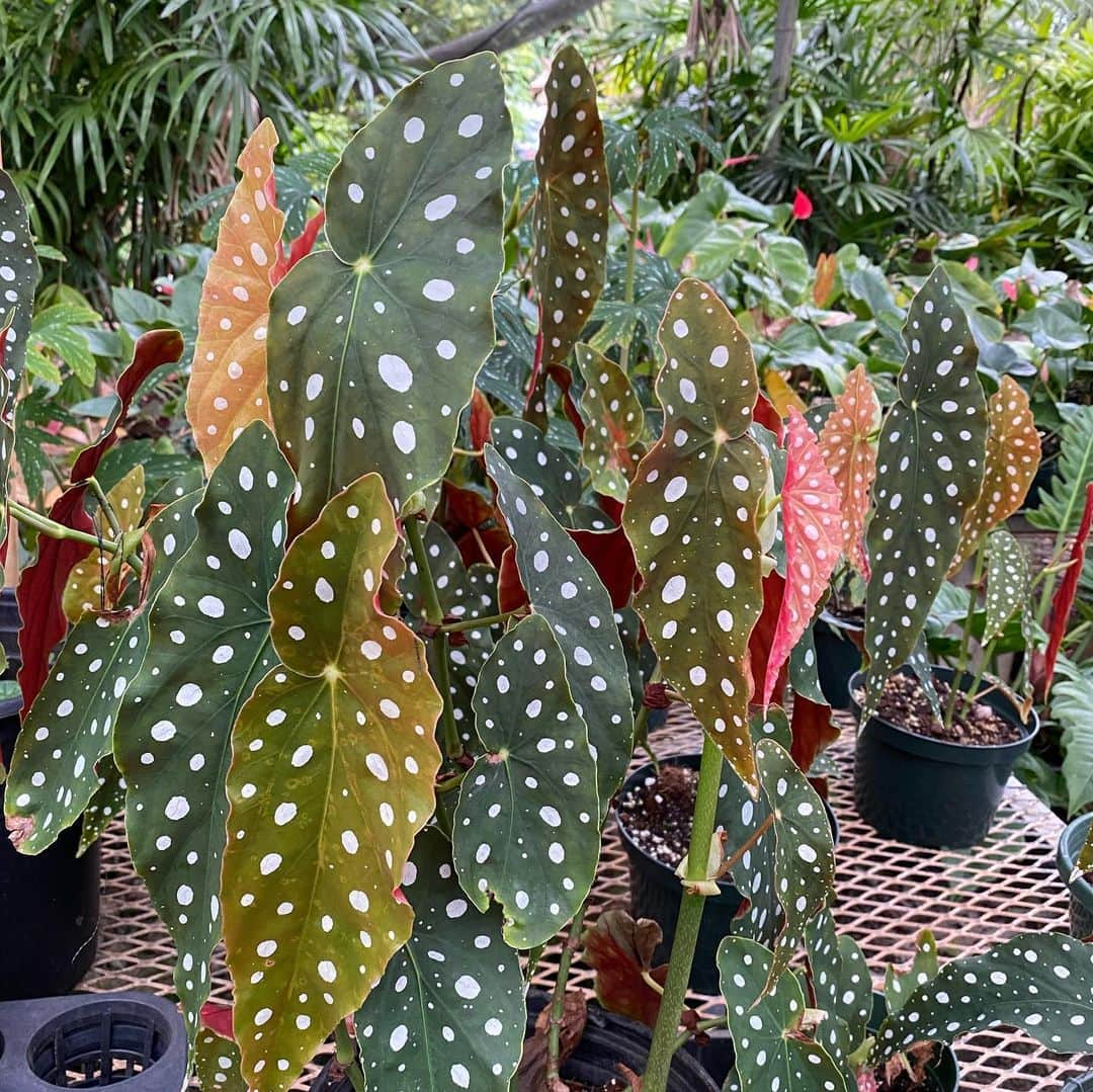 エビアン・クーさんのインスタグラム写真 - (エビアン・クーInstagram)「Had so much fun picking out plants for our new store 🪴 🐝 if you’re like me, who always kills plants....this what you need to know. 1. Water your plants early morning, so it’s soaked in the soil while the sun is not out. When you water them late, the droplets, it harms the leaves with sun and leaves scars. Don’t over water them, check if the soil is wet. If it is most likely you don’t really have to  2. Know the difference with indoor/ outdoor plants (super simple) 3. Talk to them love them, so they grow beautifully ☺️   I think we are making a plant wall, if you have any ideas 💡let me know, open to hear everything  I also tagged where I went today, for us it’s all about supporting our friends/ locals @elika_dhpnursery   今日は新しいお店の為に 植物買いに来たよ。 いーっぱい種類がありすぎて 迷って、distracted になって 気づいたら1時2時間ぐらいいた おまけに蚊も刺されたし。  あと！ 私みたいにお花を 枯れさせない方法教えるね  ①水を朝あげる事。太陽で 暑くなる前に、水玉で葉っぱに 傷つけちゃうんだって。 水をあげすぎないようにね、土が濡れてたらそこまであげなくてもいいらしい。  ②室内と外で飼える植物 を区別つくこと。 お店の人に聞いてね  ③愛情たっぷりとお話しも してあげてね！  緑に癒されたから今日は ぐっすり寝れる〜 おやすみなさい🌙」2月18日 19時20分 - avian_official