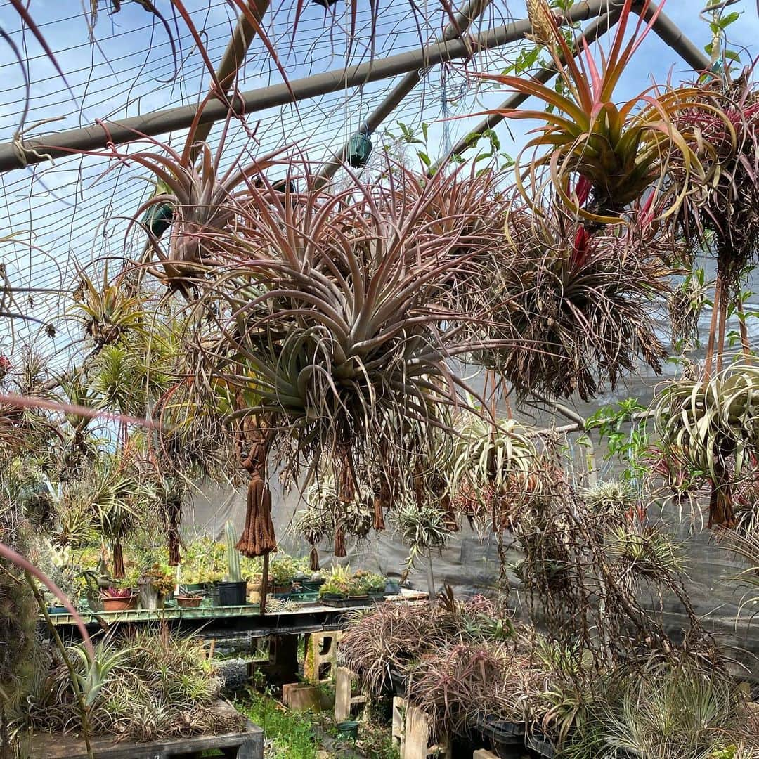 エビアン・クーさんのインスタグラム写真 - (エビアン・クーInstagram)「Had so much fun picking out plants for our new store 🪴 🐝 if you’re like me, who always kills plants....this what you need to know. 1. Water your plants early morning, so it’s soaked in the soil while the sun is not out. When you water them late, the droplets, it harms the leaves with sun and leaves scars. Don’t over water them, check if the soil is wet. If it is most likely you don’t really have to  2. Know the difference with indoor/ outdoor plants (super simple) 3. Talk to them love them, so they grow beautifully ☺️   I think we are making a plant wall, if you have any ideas 💡let me know, open to hear everything  I also tagged where I went today, for us it’s all about supporting our friends/ locals @elika_dhpnursery   今日は新しいお店の為に 植物買いに来たよ。 いーっぱい種類がありすぎて 迷って、distracted になって 気づいたら1時2時間ぐらいいた おまけに蚊も刺されたし。  あと！ 私みたいにお花を 枯れさせない方法教えるね  ①水を朝あげる事。太陽で 暑くなる前に、水玉で葉っぱに 傷つけちゃうんだって。 水をあげすぎないようにね、土が濡れてたらそこまであげなくてもいいらしい。  ②室内と外で飼える植物 を区別つくこと。 お店の人に聞いてね  ③愛情たっぷりとお話しも してあげてね！  緑に癒されたから今日は ぐっすり寝れる〜 おやすみなさい🌙」2月18日 19時20分 - avian_official