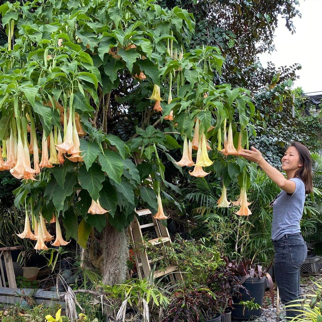 エビアン・クーさんのインスタグラム写真 - (エビアン・クーInstagram)「Had so much fun picking out plants for our new store 🪴 🐝 if you’re like me, who always kills plants....this what you need to know. 1. Water your plants early morning, so it’s soaked in the soil while the sun is not out. When you water them late, the droplets, it harms the leaves with sun and leaves scars. Don’t over water them, check if the soil is wet. If it is most likely you don’t really have to  2. Know the difference with indoor/ outdoor plants (super simple) 3. Talk to them love them, so they grow beautifully ☺️   I think we are making a plant wall, if you have any ideas 💡let me know, open to hear everything  I also tagged where I went today, for us it’s all about supporting our friends/ locals @elika_dhpnursery   今日は新しいお店の為に 植物買いに来たよ。 いーっぱい種類がありすぎて 迷って、distracted になって 気づいたら1時2時間ぐらいいた おまけに蚊も刺されたし。  あと！ 私みたいにお花を 枯れさせない方法教えるね  ①水を朝あげる事。太陽で 暑くなる前に、水玉で葉っぱに 傷つけちゃうんだって。 水をあげすぎないようにね、土が濡れてたらそこまであげなくてもいいらしい。  ②室内と外で飼える植物 を区別つくこと。 お店の人に聞いてね  ③愛情たっぷりとお話しも してあげてね！  緑に癒されたから今日は ぐっすり寝れる〜 おやすみなさい🌙」2月18日 19時20分 - avian_official