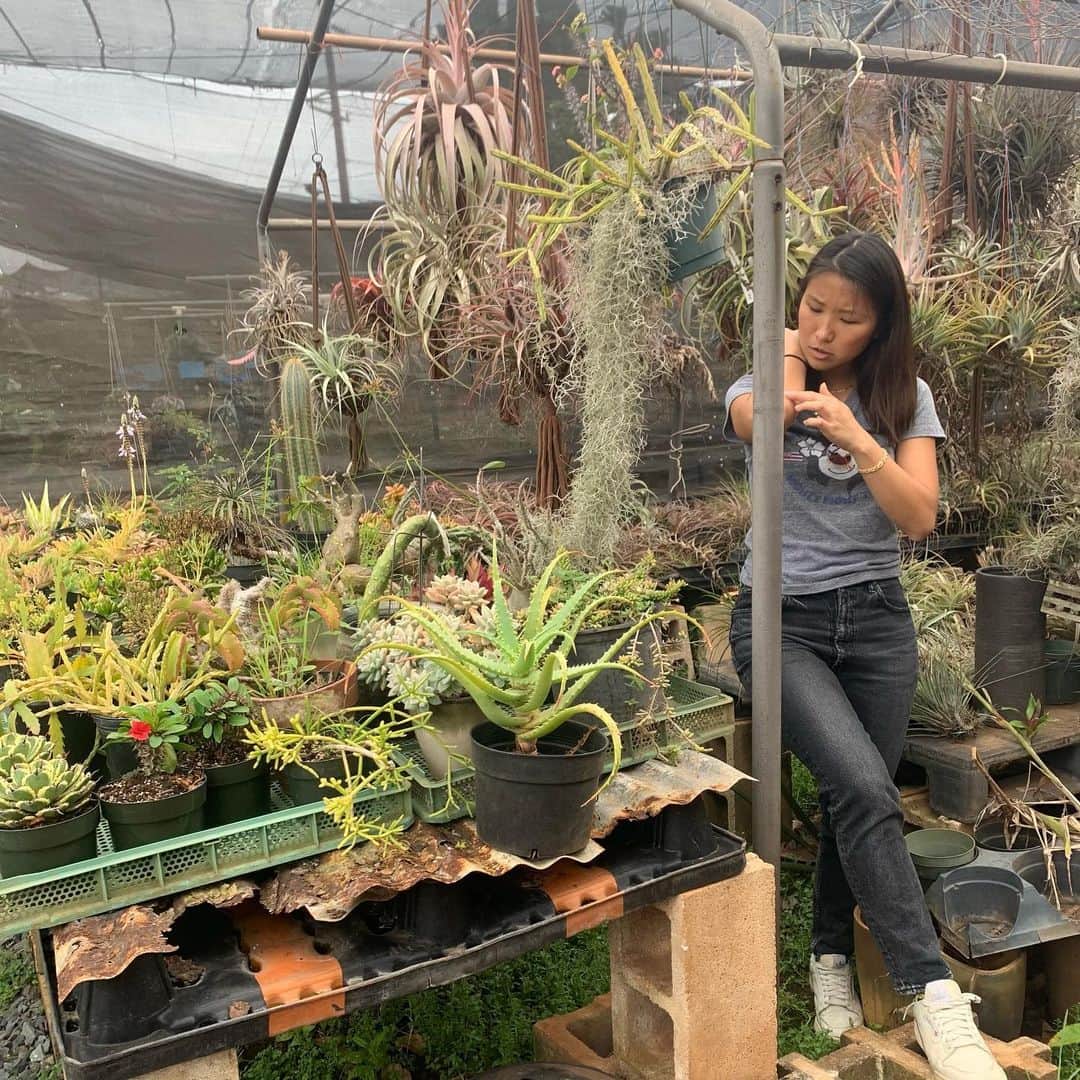 エビアン・クーさんのインスタグラム写真 - (エビアン・クーInstagram)「Had so much fun picking out plants for our new store 🪴 🐝 if you’re like me, who always kills plants....this what you need to know. 1. Water your plants early morning, so it’s soaked in the soil while the sun is not out. When you water them late, the droplets, it harms the leaves with sun and leaves scars. Don’t over water them, check if the soil is wet. If it is most likely you don’t really have to  2. Know the difference with indoor/ outdoor plants (super simple) 3. Talk to them love them, so they grow beautifully ☺️   I think we are making a plant wall, if you have any ideas 💡let me know, open to hear everything  I also tagged where I went today, for us it’s all about supporting our friends/ locals @elika_dhpnursery   今日は新しいお店の為に 植物買いに来たよ。 いーっぱい種類がありすぎて 迷って、distracted になって 気づいたら1時2時間ぐらいいた おまけに蚊も刺されたし。  あと！ 私みたいにお花を 枯れさせない方法教えるね  ①水を朝あげる事。太陽で 暑くなる前に、水玉で葉っぱに 傷つけちゃうんだって。 水をあげすぎないようにね、土が濡れてたらそこまであげなくてもいいらしい。  ②室内と外で飼える植物 を区別つくこと。 お店の人に聞いてね  ③愛情たっぷりとお話しも してあげてね！  緑に癒されたから今日は ぐっすり寝れる〜 おやすみなさい🌙」2月18日 19時20分 - avian_official