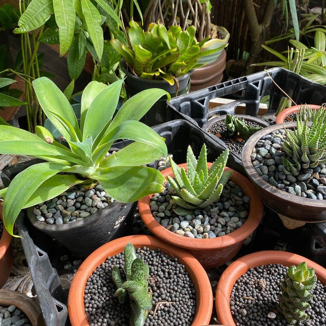 エビアン・クーのインスタグラム：「Had so much fun picking out plants for our new store 🪴 🐝 if you’re like me, who always kills plants....this what you need to know. 1. Water your plants early morning, so it’s soaked in the soil while the sun is not out. When you water them late, the droplets, it harms the leaves with sun and leaves scars. Don’t over water them, check if the soil is wet. If it is most likely you don’t really have to  2. Know the difference with indoor/ outdoor plants (super simple) 3. Talk to them love them, so they grow beautifully ☺️   I think we are making a plant wall, if you have any ideas 💡let me know, open to hear everything  I also tagged where I went today, for us it’s all about supporting our friends/ locals @elika_dhpnursery   今日は新しいお店の為に 植物買いに来たよ。 いーっぱい種類がありすぎて 迷って、distracted になって 気づいたら1時2時間ぐらいいた おまけに蚊も刺されたし。  あと！ 私みたいにお花を 枯れさせない方法教えるね  ①水を朝あげる事。太陽で 暑くなる前に、水玉で葉っぱに 傷つけちゃうんだって。 水をあげすぎないようにね、土が濡れてたらそこまであげなくてもいいらしい。  ②室内と外で飼える植物 を区別つくこと。 お店の人に聞いてね  ③愛情たっぷりとお話しも してあげてね！  緑に癒されたから今日は ぐっすり寝れる〜 おやすみなさい🌙」