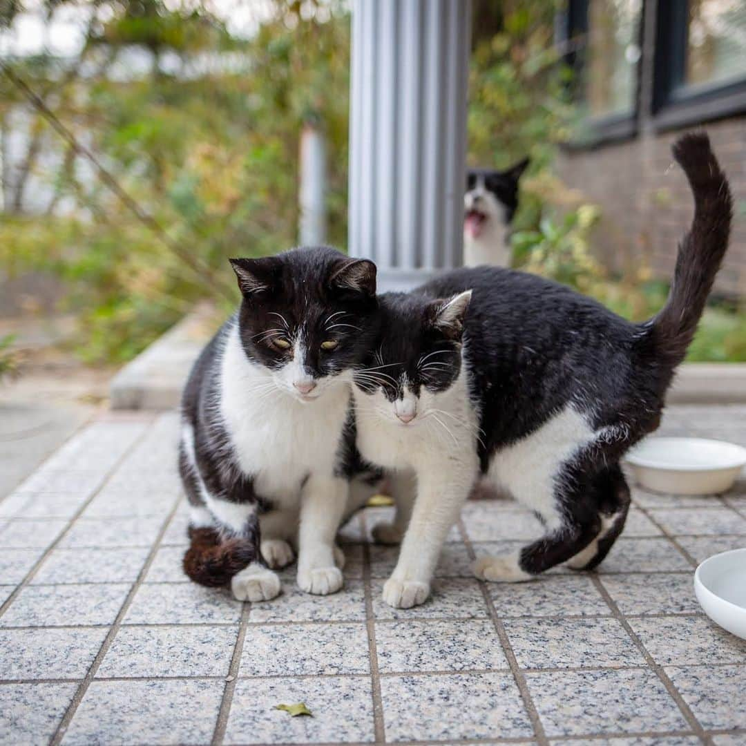 8282さんのインスタグラム写真 - (8282Instagram)「うしろ ・ ・ ・ #僕らの居場所は言わにゃいで  #カワイイだけが猫じゃない #cat#animal#ilovecat#gato #ねこ#猫#ふわもこ部 #にゃんすたぐらむ #catsofinstagram#東京カメラ部 #IGersJP#nekoclub#NEKOくらぶ #catlover#catloversclub #写真撮ってる人と繋がりたい ・ ☆非演出のススメ☆」2月18日 19時29分 - haniyan0821