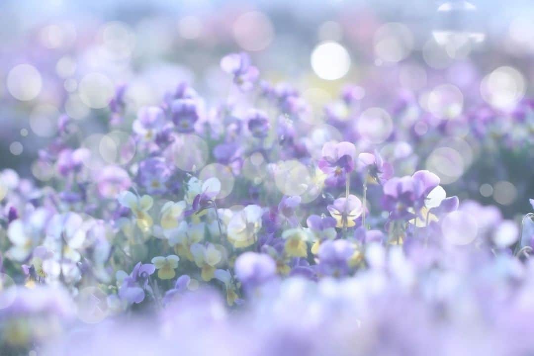 花の写真館のインスタグラム：「Photo by Akemi Sasaki.⠀ .⠀ Original Post[投稿いただいたURL]⠀ https://www.facebook.com/photo.php?fbid=261116315410419⠀ .⠀ 本アカウントは、 #私の花の写真 をつけてInstagramに投稿された皆さまの花の写真や、「花の写真館」Facebookページで投稿された花の写真を紹介します。⠀ 「花の写真館」Facebookページは、「 @floral.photograph 」のプロフィールにあるURLからご覧ください。⠀ .⠀ ※各自、政府、自治体など公的機関の指示に従った行動をお願いします。⠀⠀ 東京カメラ部および分室では、写真を「見る楽しみ」を提供することを通して、微力ながら皆様にわずかな時間でも癒しをお届けしたいと思っております。⠀ ※本アカウントは東京カメラ部がFacebook、Instagramのサービスを利用して運営しているもので、Facebook社・Instagramとは一切関係ありません。⠀ .⠀ #花の写真館 #floralphotograph #floralphoto #flower #flowers⠀ Follow: @floral.photograph」