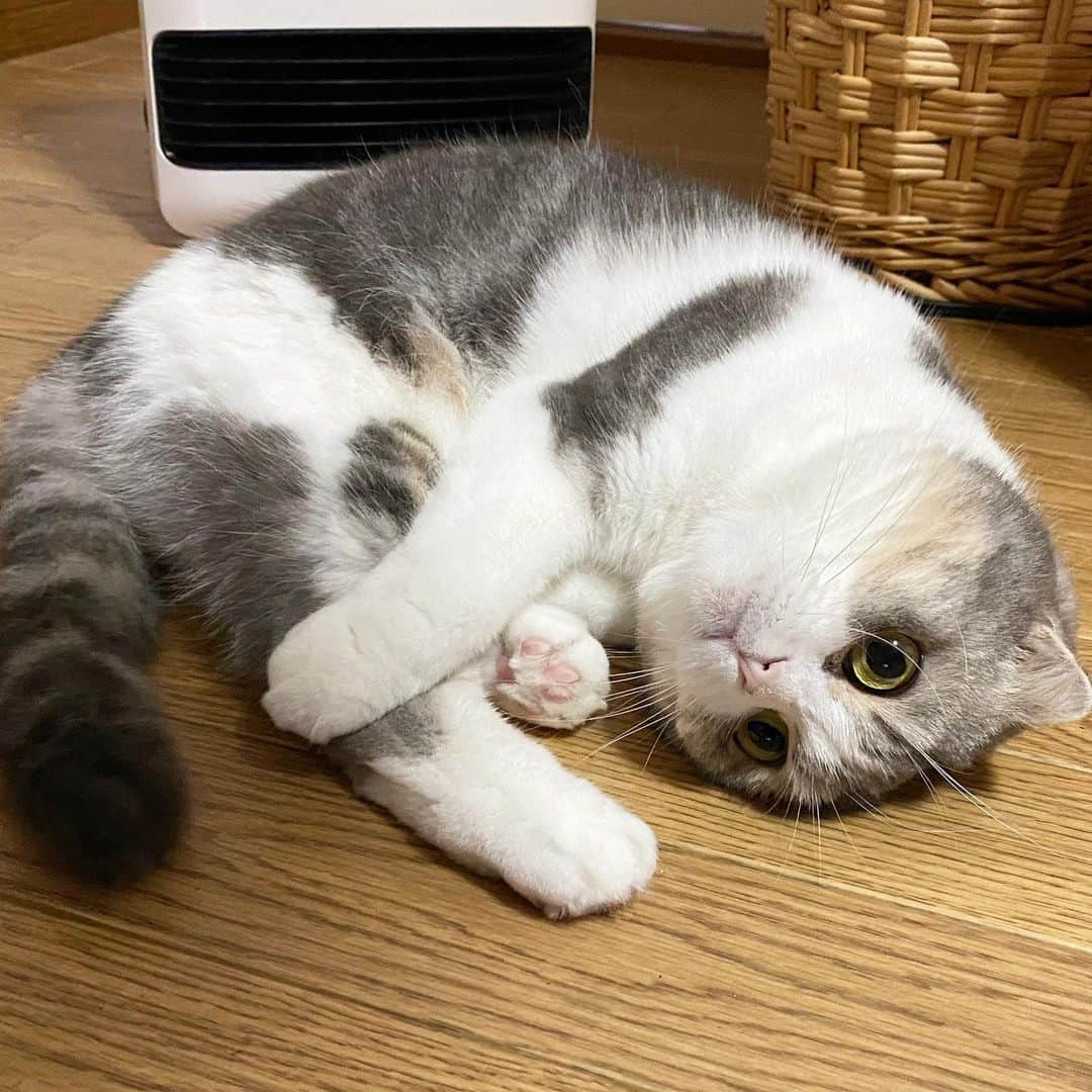 *eri*のインスタグラム：「┈ ☺︎﻿ ﻿ こんばんは⋆｡˚✩﻿ ﻿ ﻿ ヒーターに近すぎるww😅💦﻿ ﻿ ﻿ 2021.2.18﻿ #猫 #ねこ #スコティッシュフォールド #ネコ #ねこ部 #にゃんこ #スコティッシュ#ニャンコ#ペット#スコ#猫部#cat #Scottishfold」