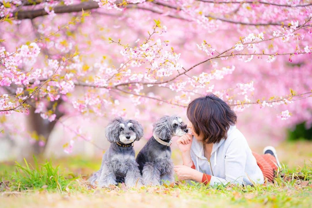 中野区在住のミニシュナのInstagramさんのインスタグラム写真 - (中野区在住のミニシュナのInstagramInstagram)「⑅︎◡̈︎* ・ お花見中のマーブル＆イヴ＆ママです🐾 こんばんワン٩( ´◡︎` )( ´◡︎` )۶ ・ 桜の下で @r_mammy 風に撮ってみたょ笑！ 最近お会いする機会がなくて寂しいけど、イヴの大好きなrくん元気かな？？ ・ #河津桜  #cherryblossom  #sakura  #花と犬 #嫁グラフィー  #はなまっぷ2021  #お花見  #dogenic #love_bestjapan #daily_photo_jpn #わんことおでかけ #doglife #doglover #inuくらぶ_jpn #しゅなら部 #ミニチュアシュナウザー #ミニシュナ #シュナウザー #miniatureschnauzer #schnauzer #schnauzerofinstagram #schnauzer_lovers #schnauzer_of_instagram #asianfusiongrooming #inulog  #inutokyo  #only_one_wan  #paw_smile_pictures #dogsta #insta_dog」2月18日 19時30分 - marble_eve