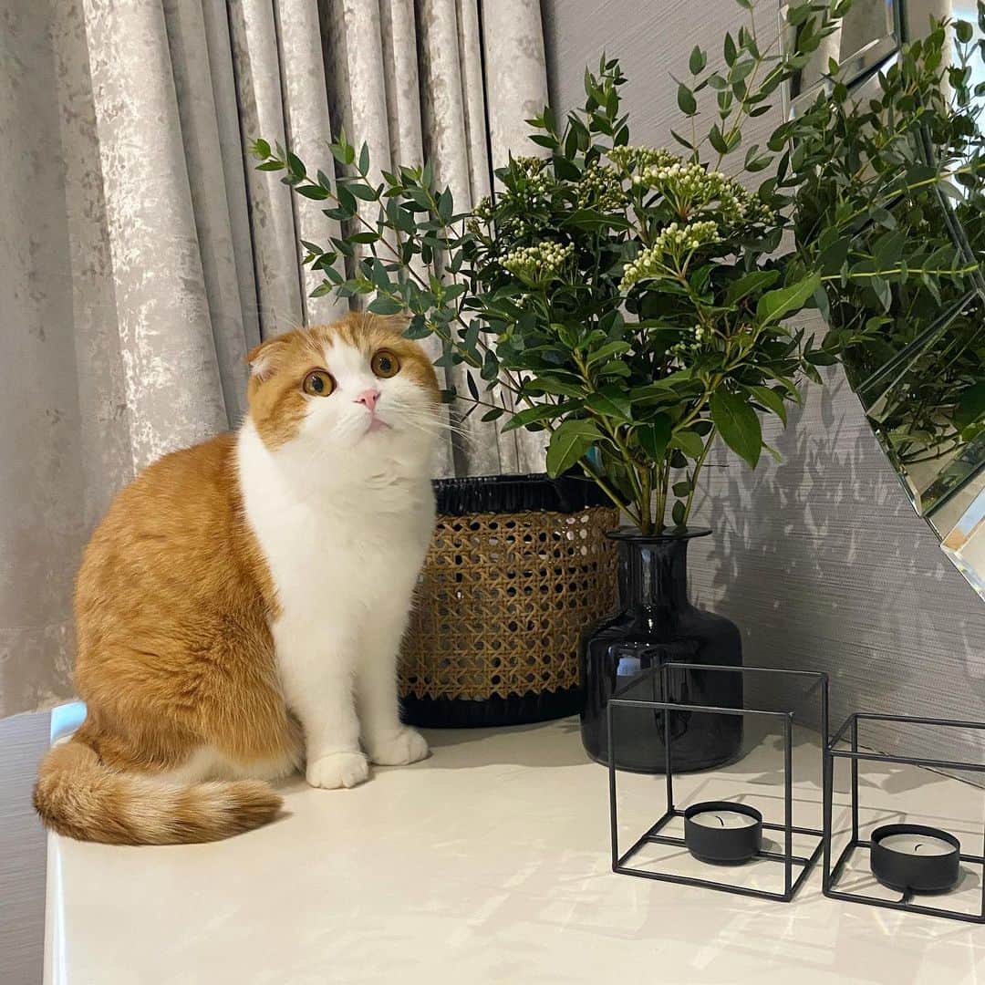 Nana _The Scottish Foldのインスタグラム：「New plants new confusion 🤣 이식물은 초면이라옹 . .  .  .  #고양이 #猫 #ねこ #スコ #cat #cats #catstagram #catsofinstagram #instagramcats #instacat #bestmeow #catoftheday #catsofworld #catsloversworld #catsofday #냥스타그램 #냥이 #caturday #gatos #cats_of_instagram #ilovemycat #catselfie #kittensofinstagram #kittens #catsdaily #kucing #스코티쉬폴드」