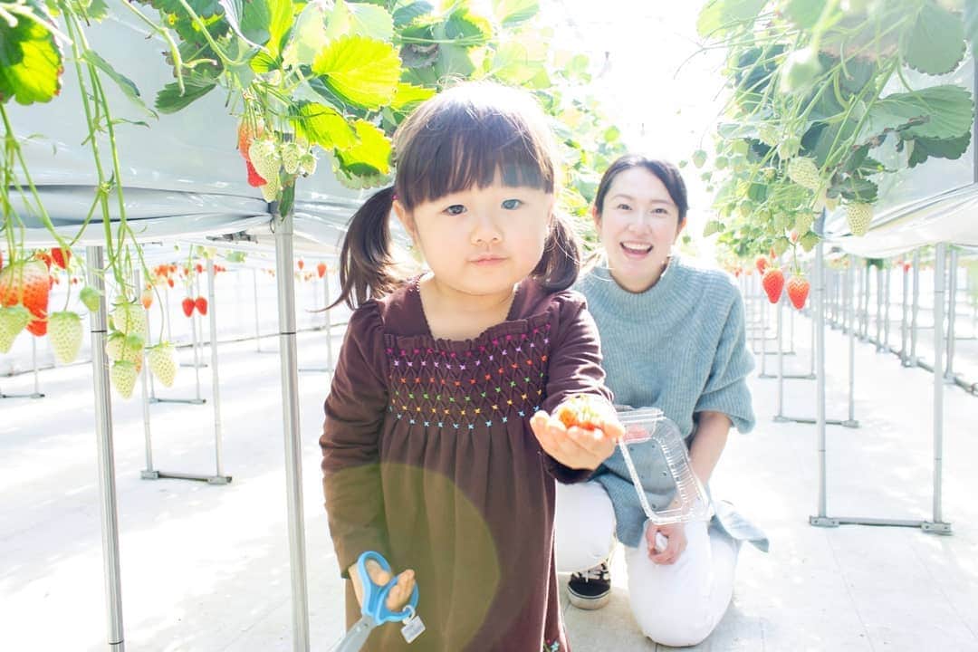 吉村美樹さんのインスタグラム写真 - (吉村美樹Instagram)「今日も娘とデート🍓娘の大好きなフルーツ🍓いちご狩りへ今年も行けました。主人の大好きな品種『かおり野』もあって、たくさん摘み取りでしました🍓楽しかったね🍓朝から行ったので人もほとんどいなくて安心の空間でしたが暑かった〜🍓臨月母ちゃん、汗だくでした🍓💦 　#いちご狩り #娘との時間 #娘とデート #🍓 #娘の大好物 #臨月 #サトルジャパン #ママモデル #吉村美樹 #🐝 #はいどーぞ」2月18日 19時37分 - yoshimuramiki0911