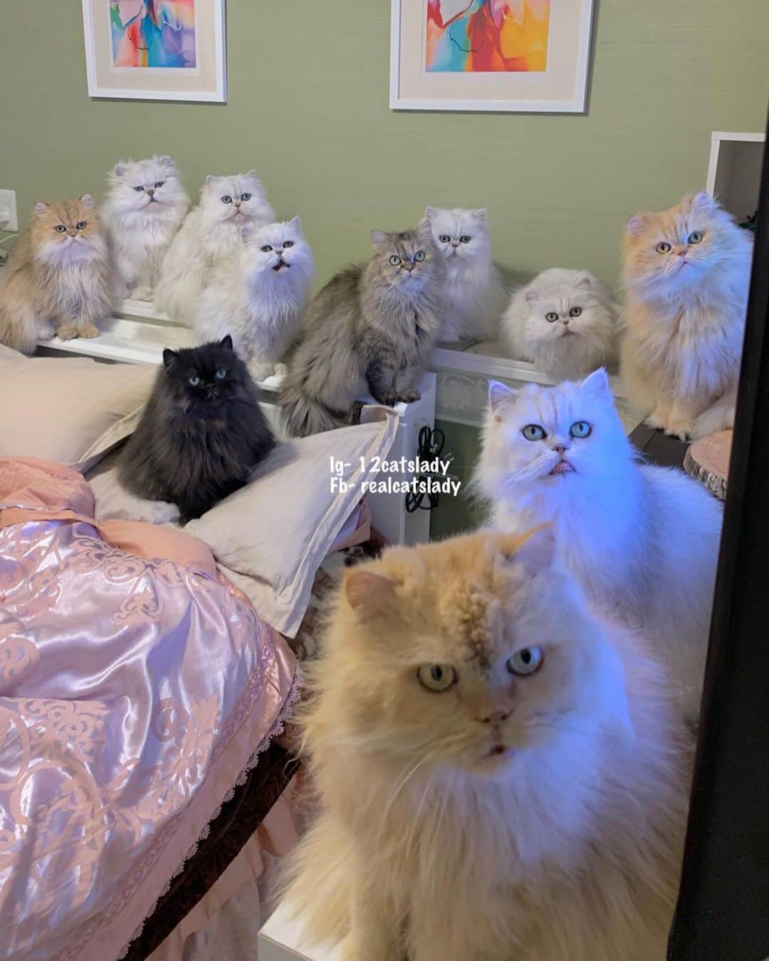 のインスタグラム：「Unbelievable but all 11 of them in 1 shot 🙀 ( not eating or cat napping 😅 ) I’m one happy cat lady 😄❤️ We love you floofs , thanks for making me and daddy happy ❤️  I put their names on 2nd photo , pinks are the females Nd blue are males ❤️   Edit : took trillion shots Nd this is the best one 😆   #cat #catsofinstagram #catsoftheworld #weeklyfluff #cats_of_instagram #cats_of_day #persian」
