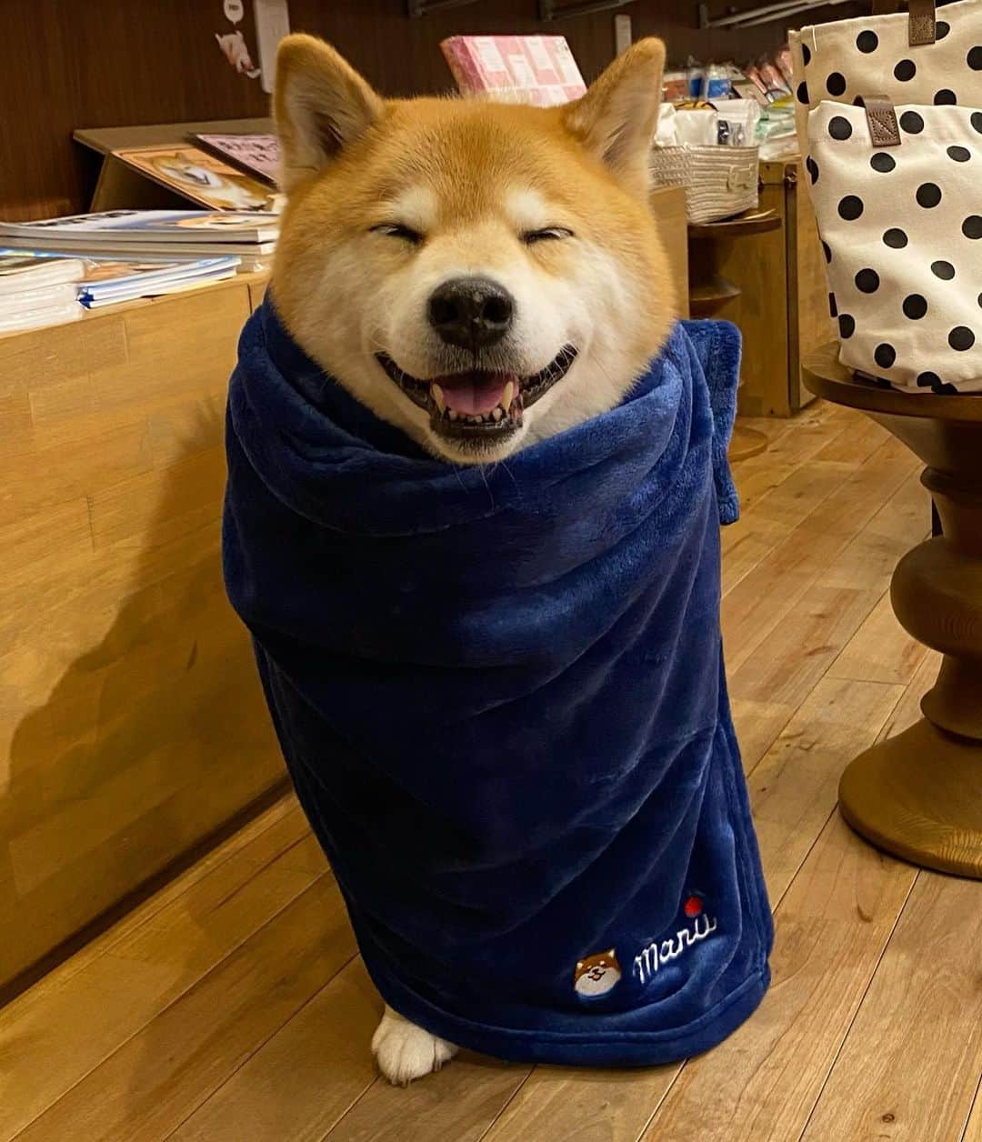 まる（まるたろう）のインスタグラム：「It's cold outside so you should wear something warm. ✨🐶✨まだまだ油断できないよね #コート必須 #まるたんぽも必須 #貸してあげよっか @gallerymarusan」