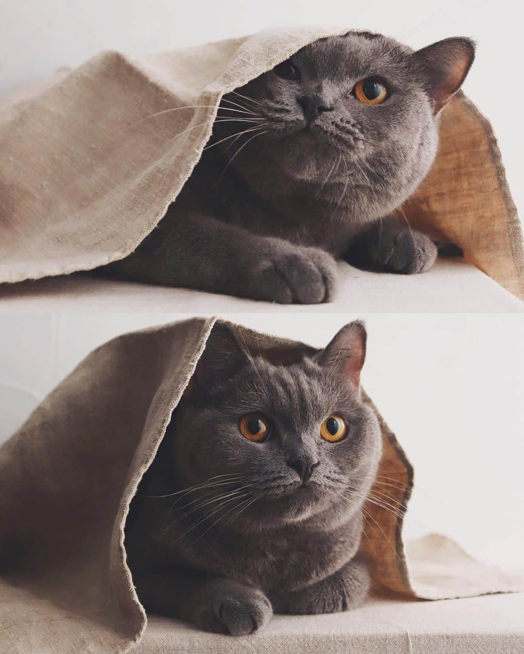 樋口正樹さんのインスタグラム写真 - (樋口正樹Instagram)「Jedi 🐈 . そっと布をかぶせるだけで ジェダイ？っぽくなれる説。 上はちょっと何よーっな顔、 下はコレいいわねぇ的な顔。 地味写真だけど表情が好き😊 . ちなみに来週２月２２日は、 ニャン、ニャン、ニャンで 猫の日ですって。日本だけ。 とにかく可愛がりましょ〜🤗 . . . #ジェダイマスター #ジェダイ #宇宙人 #宇宙人と繋がりたい #たぶん宇宙人 #Jedi #JediMaster #bonahiguchi」2月18日 19時46分 - higuccini