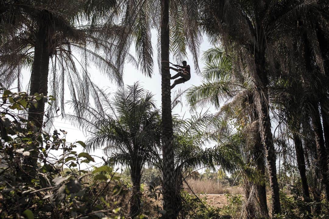 のインスタグラム：「AFP Photo📷 @johngingerwessels - February, 2021. A man climbs a palm tree in search of seeds on the outskirts of Cap Skirring. He will harvest the palm seeds and make palm oil from them, the oil will be used for cooking.」