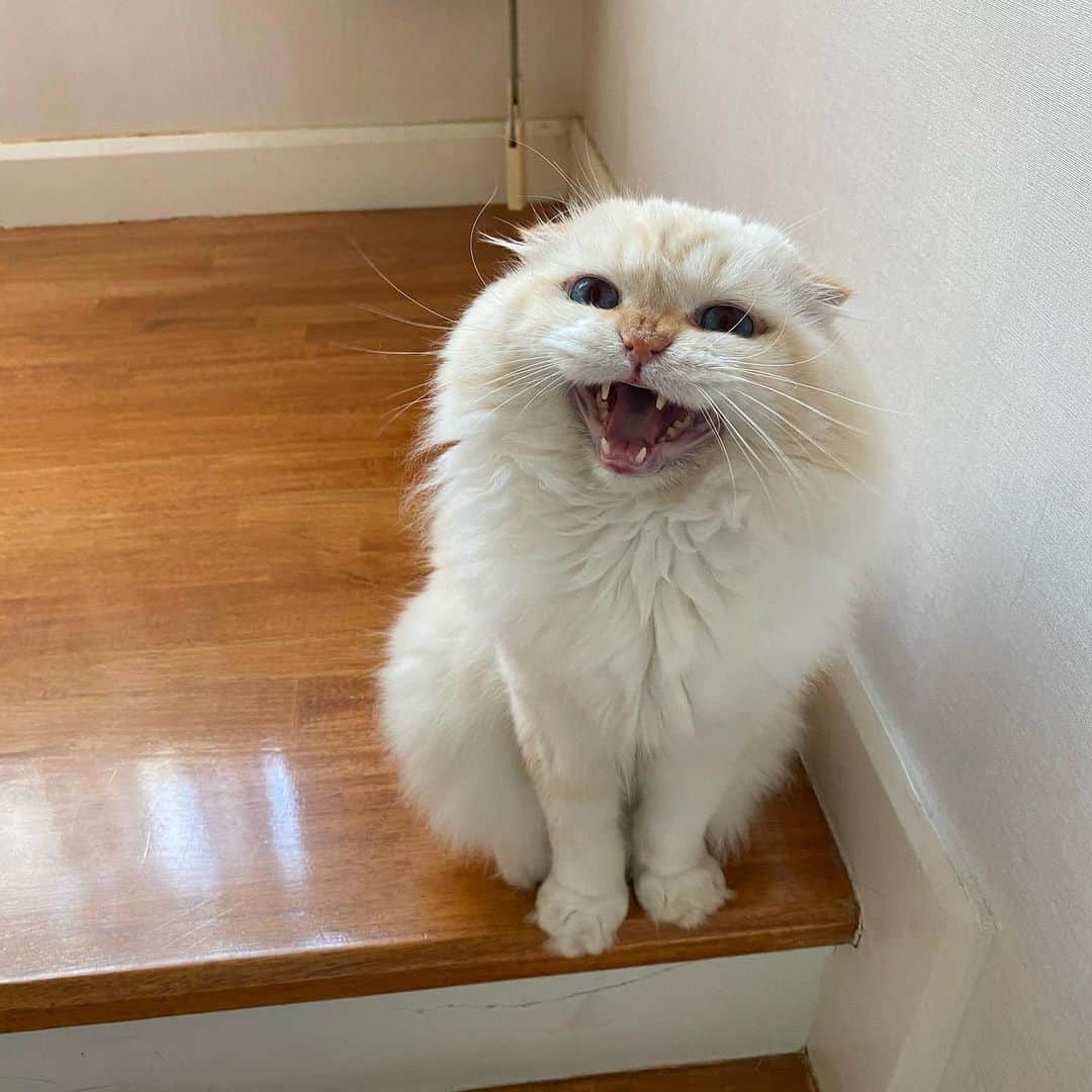 Haruのインスタグラム：「No matter how bad your day is. I will make you smile. 😊 #gentleharper #ยิ้มหวาน #catsofinstagram」