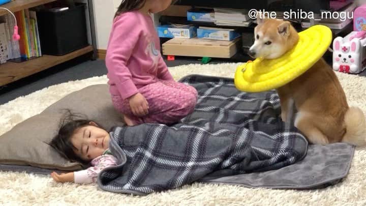 Moguのインスタグラム：「. 子分①もだんだんもぐのことわかってきたなの。 #いつだって上からもぐちゃん #柴犬と授乳クッション 👧Mogu chan, do you want to use a nursing pillow, don't you? I got it! Here you are. . @the_shiba_mogu  #柴犬 #shibainu #shiba#赤柴 #redshiba#犬 #dog#しばいぬ#nannydog#犬と子供#子供と犬#柴犬と子供#柴#赤ちゃんと犬#犬と赤ちゃん#柴犬と赤ちゃん#赤ちゃんと柴犬#柴犬のいる暮らし#子守犬#授乳クッションと柴犬」