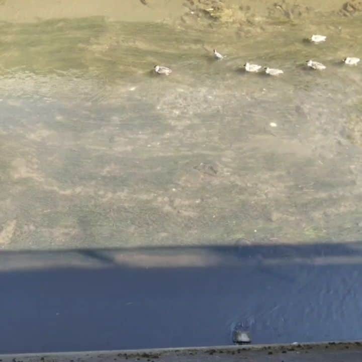 のインスタグラム：「川沿いをお散歩していた時に見かけた 🦆🦆🦆」