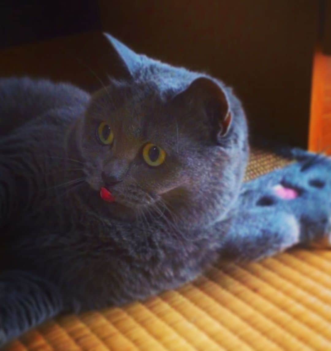 チキン南蛮カレーのルウ王子のグルメインスタ