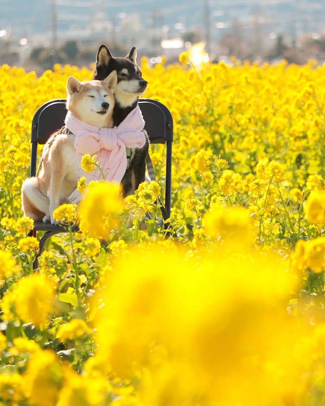 柴犬 けんしろう ゆりあのインスタグラム：「🐶🌼🐶  おかげさまで血尿落ち着いてきました☺️  みなさんからのパワー💛 しっかりけんちゃんに届いてます！  いつも心を寄せてくださるみなさんに 今のけんゆり家からお返しできるものは ちょっとあったかくなる春photoだけですが どうぞ受けとってください🙏💛 . . Location:Chiba(2019年撮影)」