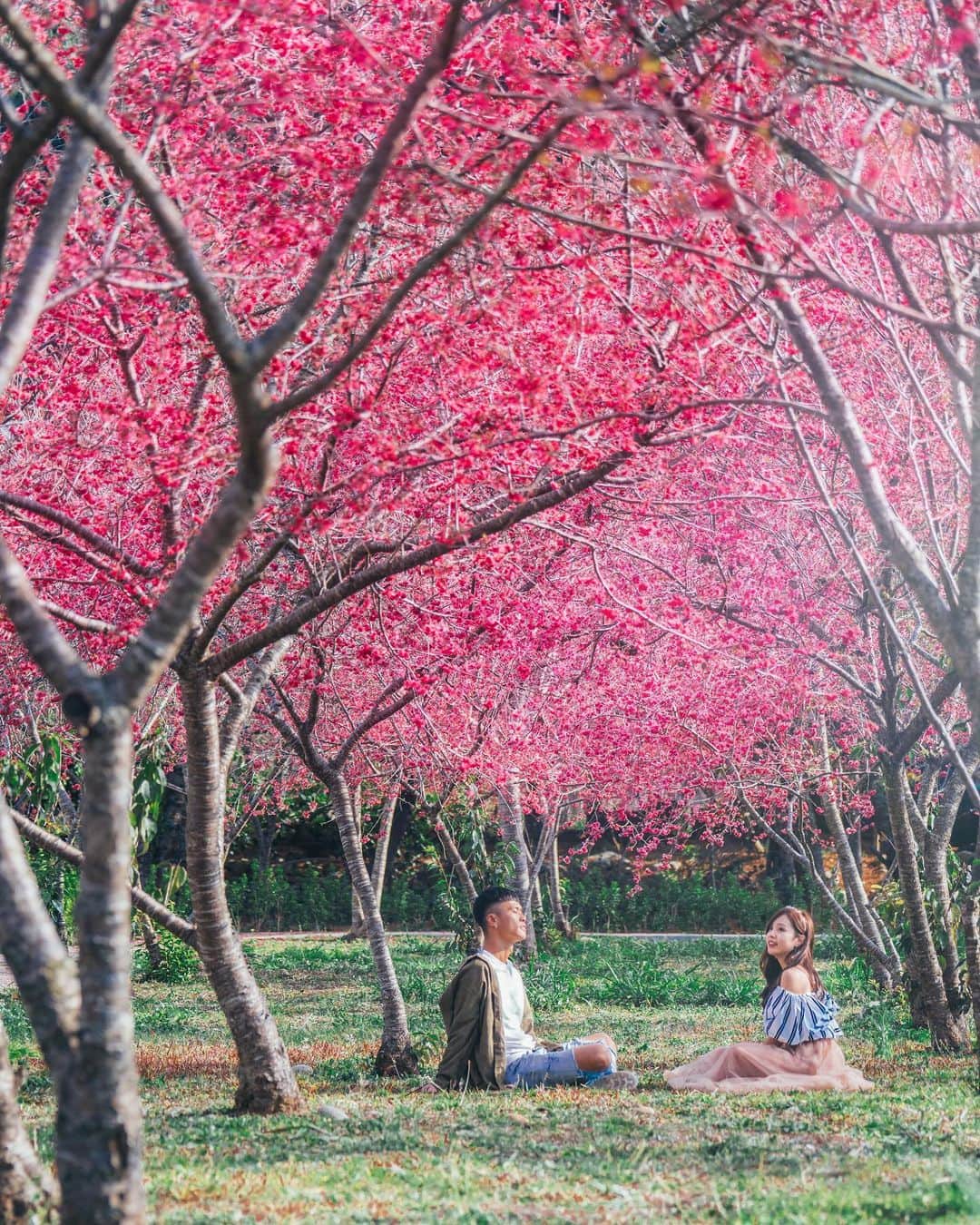 樂さんのインスタグラム写真 - (樂Instagram)「台中新社。秘境櫻花公園🌸 那天去新社拍櫻花，意外發現這個沒有地標的櫻花公園！ 坐在開滿櫻花的樹下，真的超級適合野餐😍 今年櫻花盛開，新社到處都能看到滿滿的櫻花 很適合來賞花🌸 Goggle導航 (24.2217046, 120.8126549 )就能到達櫻花公園🌸 Tag你想一起賞花的人吧❤️」2月18日 20時26分 - ygt1016