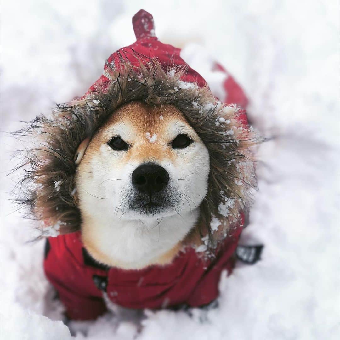 マロたんさんのインスタグラム写真 - (マロたんInstagram)「雪、好き I love it when it snows. iPhoneXまだイケる #柴犬 #shiba #shibainu #ペットパラダイス」2月18日 20時36分 - minapple