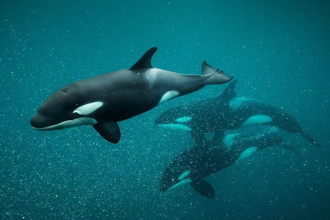 ナショナルジオグラフィックのインスタグラム