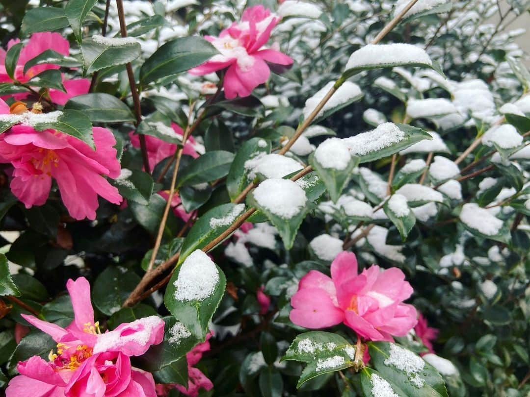 島津咲苗さんのインスタグラム写真 - (島津咲苗Instagram)「今日は花も寒そうでしたね〜〜。 手がひえっひえです。  #雪 #名古屋 #花 #寒い日」2月18日 20時46分 - sanae_shimazu