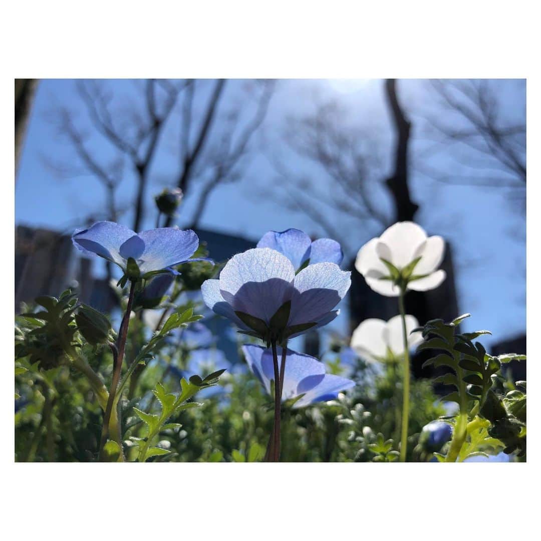 のインスタグラム：「昨年3月に出会ったネモフィラ💙  今年もまた会えるかな  #ネモフィラ #nemophila #flowers #flower #fiore #꽃 #花 #2020 #tokyo #japan」