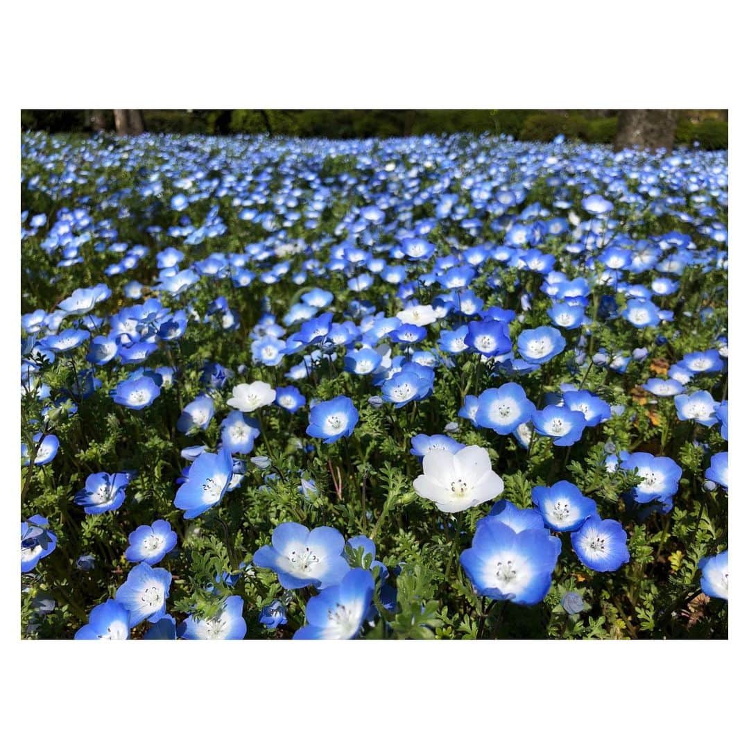 理絵さんのインスタグラム写真 - (理絵Instagram)「昨年3月に出会ったネモフィラ💙  今年もまた会えるかな  #ネモフィラ #nemophila #flowers #flower #fiore #꽃 #花 #2020 #tokyo #japan」2月18日 20時46分 - ____rie____