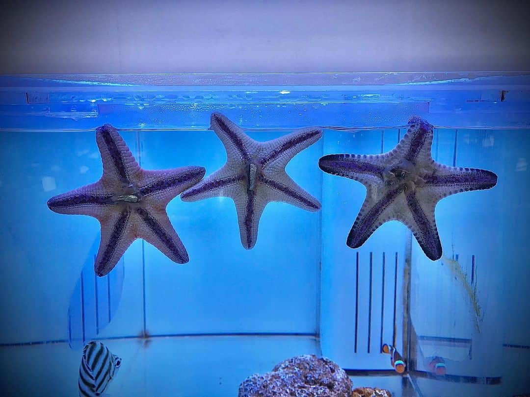 【公式】福岡ECO動物海洋専門学校のインスタグラム：「_ 三ツ星水槽⭐️ きれいに並んで、学生から餌をもらったようです😄 ヒトデはこんな感じで餌に覆いかぶさり食事をします🐟🐠🐡 #福岡ECO #福岡ECO動物海洋専門学校 #水族館アクアリスト専攻 #ドルフィントレーナー専攻 #海洋生物保護専攻 #コブヒトデ #アクアリウム」