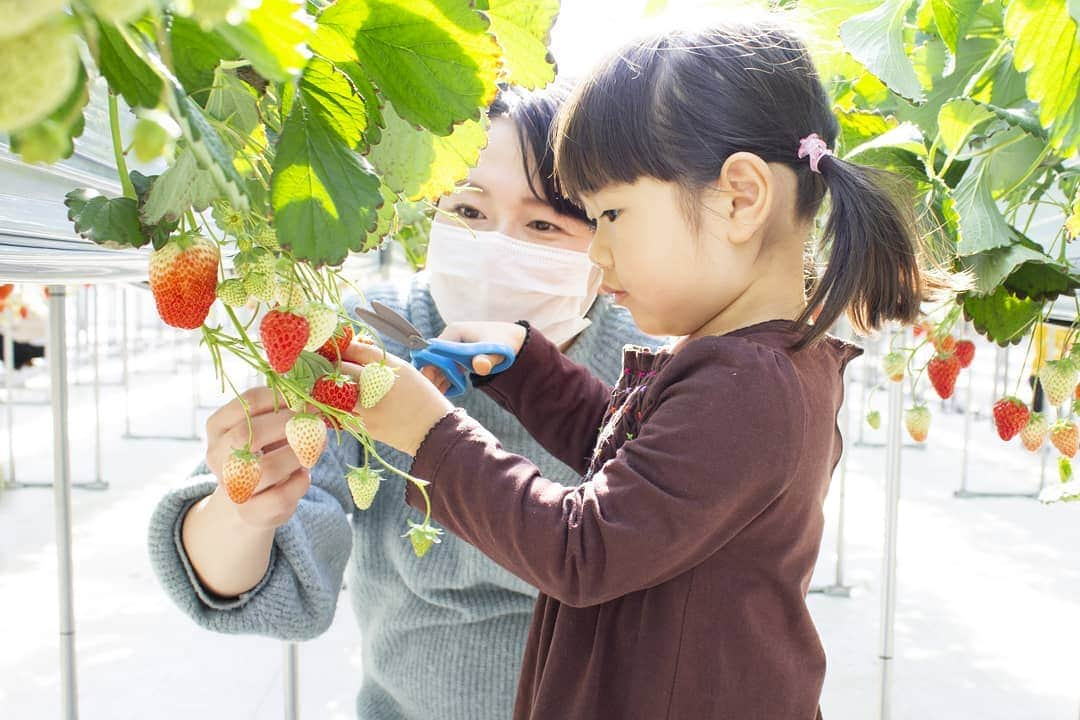 吉村美樹さんのインスタグラム写真 - (吉村美樹Instagram)「来年も、ベビー👶抱っこしていけるといいな🍓はりきりすぎて疲れたのか、晩御飯を食べずに眠ってしまいました😪変な時間に起きるパターン（笑）たまにはこんな日も、いいよね🍓 #いちご狩り #また行こうね #ハサミ #３歳 #見守り母ちゃん #臨月 #ビニールハウス #汗だく #修行」2月18日 20時54分 - yoshimuramiki0911