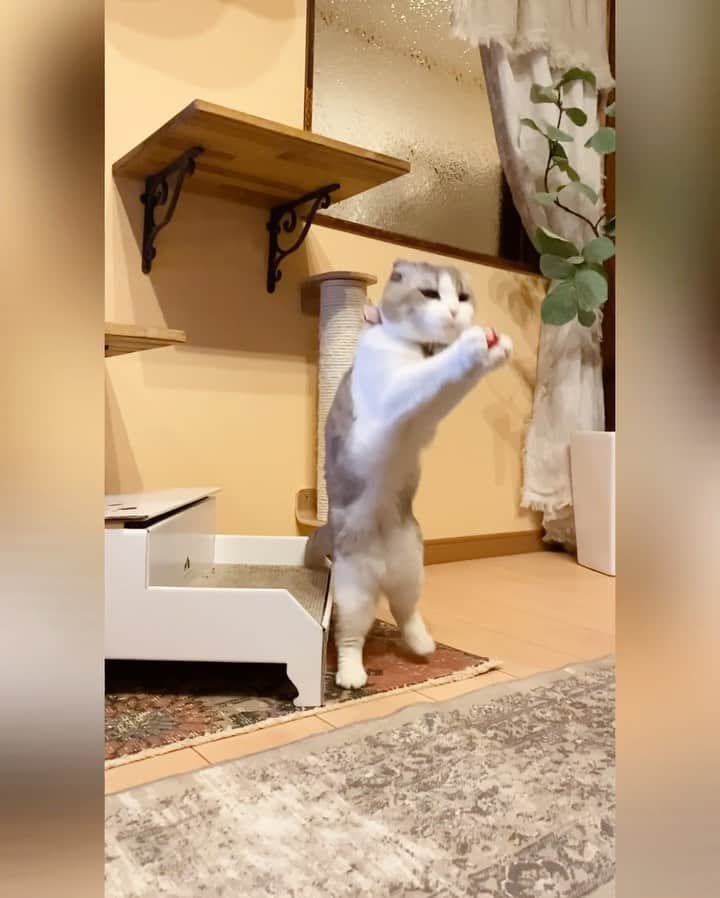 ohshima_moaのインスタグラム