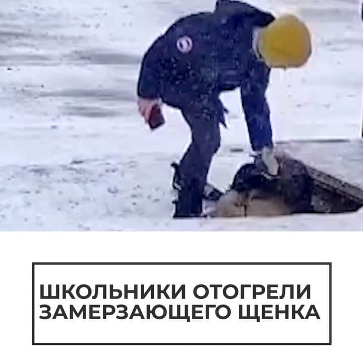 RIAノーボスチのインスタグラム：「В Крымске школьники спасли щенка, который замерзал на остановке. Животное, видимо, недавно оказалось на улице и не знало, куда спрятаться от морозов. Из проходивших мимо людей внимание на кроху обратили только дети. Один из мальчиков снял куртку, чтобы укрыть его, а девочка попыталась согреть щенка теплом своего тела. Сейчас животное в безопасности — его забрали волонтеры. И все благодаря этим маленьким людям с большими сердцами.」