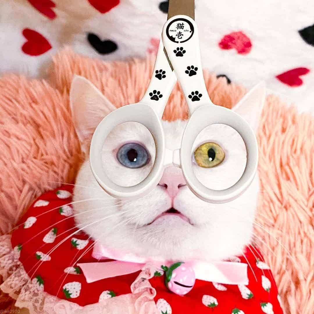 猫壱（ねこいち•ネコイチ）さんのインスタグラム写真 - (猫壱（ねこいち•ネコイチ）Instagram)「【#猫壱キャンペーン　2月 】 ▫ 魅惑のめがね👓 ▫️ #爪切りめがねよりも #気になちゃう魅惑のオッドアイ✨ ▫  ▫ @ike2910　さんありがとうございました😆💕✨ ▫ ▫ :::::::::#猫壱 ::::::: #猫壱キャンペーン 2月は猫壱のお手入れ用品と一緒のお写真や動画を募集中👍✨ お写真の商品は#猫用爪切り　でした。 ▫ ▫︎ 対象の猫壱商品をお持ちの方は @necoichicojp から応募要項をチェックして是非ご応募くださいね❤」2月18日 20時56分 - necoichicojp