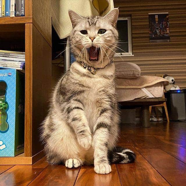 PECOねこ部のインスタグラム