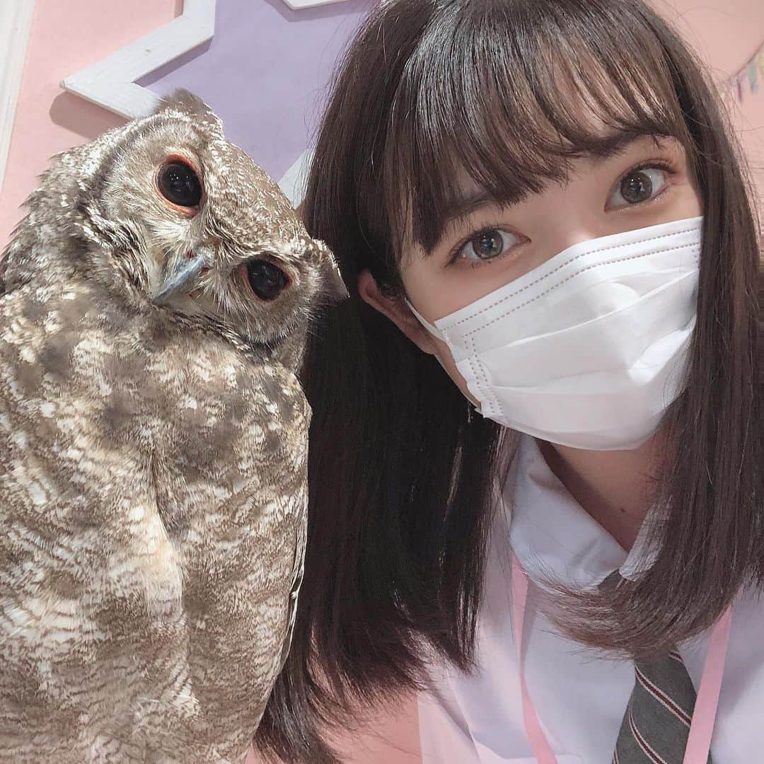 菅井純愛さんのインスタグラム写真 - (菅井純愛Instagram)「この間、小動物カフェに行ってきたよ！ すごくかわいかった💗💗 もう閉店しちゃうから残念…… やっぱりネコちゃんかわいい(♥Ü♥) #癒しの空間  #小動物カフェ  #ふくろう  #ミーアキャット  #動物すき」2月18日 21時01分 - aria_sugai