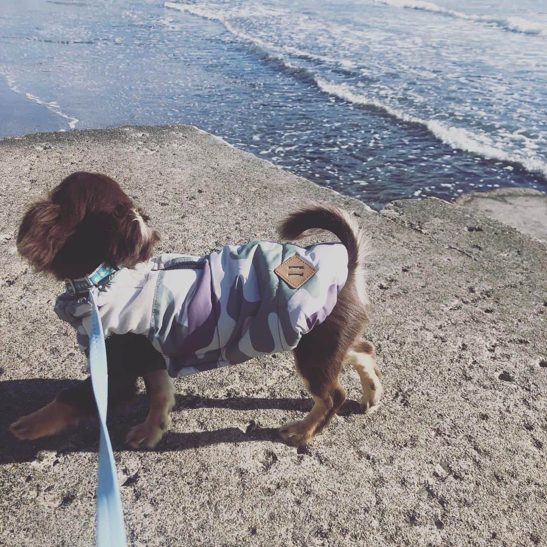 府川唯未のインスタグラム：「風がだいぶ止んだので海岸へ。トンビが怖いからちょこっとだけだったけど、じつは海で歩くのは初めて😊波に戯れたり、海藻舐めて顔クシュってしたり、可愛いな💓 #海岸 #お散歩 #デビュー #ロングチワワ #男の子 #強風注意報」