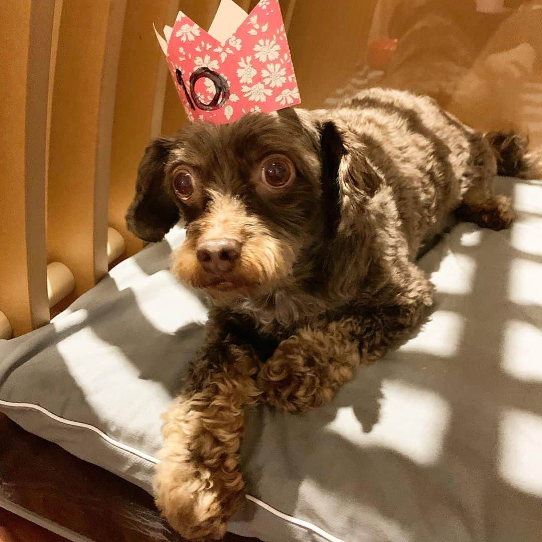 前田典子さんのインスタグラム写真 - (前田典子Instagram)「#お誕生日🎂 今日で10歳❣️ ぐっちゃん　🐶 #おめでとう🎊 #バースデーディナー は 贅沢な半生タイプ #ご馳走😋 美味しいにおいに ソワソワしちゃって 待て✋の我慢が出来ない🤤💦  2011年2月18日生まれ 人間だったらいい年なんだけど #動きが若い　#シニア犬 #グイグイいく #食い気がすごい   #永遠の赤ちゃん👶 いや 赤ちゃんより言葉を理解してる #永遠の幼児　だね #可愛い💕 #親バカ #犬#ペット#dog #ミックス犬 #チワプー #面白い顔 #ママ似🤱  #お気に入りのハウス @chulo_dog_house」2月18日 21時04分 - maenorichang