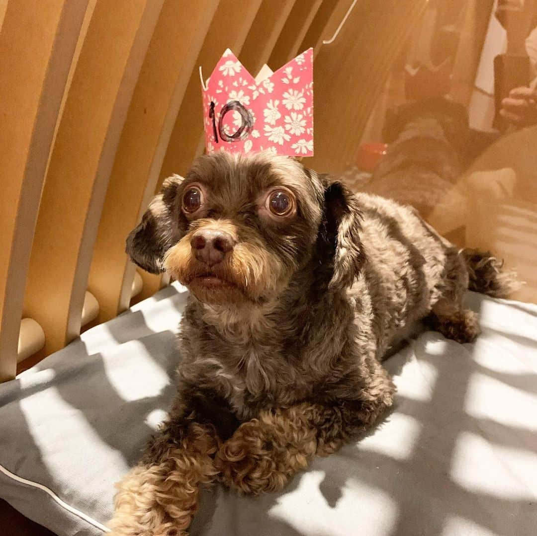 前田典子さんのインスタグラム写真 - (前田典子Instagram)「#お誕生日🎂 今日で10歳❣️ ぐっちゃん　🐶 #おめでとう🎊 #バースデーディナー は 贅沢な半生タイプ #ご馳走😋 美味しいにおいに ソワソワしちゃって 待て✋の我慢が出来ない🤤💦  2011年2月18日生まれ 人間だったらいい年なんだけど #動きが若い　#シニア犬 #グイグイいく #食い気がすごい   #永遠の赤ちゃん👶 いや 赤ちゃんより言葉を理解してる #永遠の幼児　だね #可愛い💕 #親バカ #犬#ペット#dog #ミックス犬 #チワプー #面白い顔 #ママ似🤱  #お気に入りのハウス @chulo_dog_house」2月18日 21時04分 - maenorichang