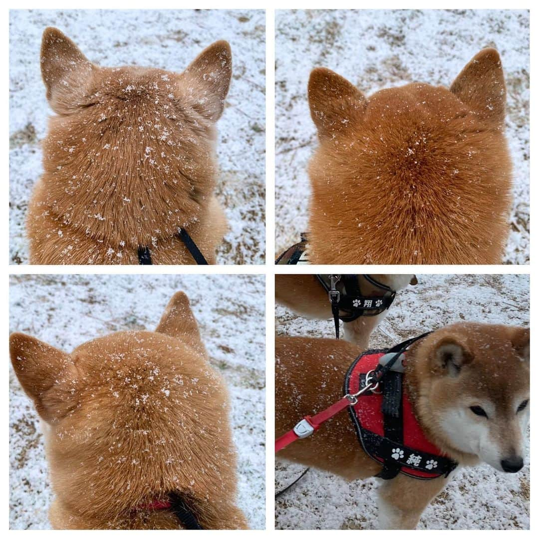 linnmamaさんのインスタグラム写真 - (linnmamaInstagram)「あさんぽは雪❄️〜①②いつもの公園の芝生広場にも少し積もってたよ😍〜③おまけの後頭部クイズ🤣〜わかるかな😘〜みんなの頭に雪❄️〜ごめん🙇‍♀️ひとり撮れてなかった😅 ＊ ＊  #柴犬#dog#柴犬凜の勇気凜々everyday#shibastagram#stayhome #あさんぽ#雪」2月18日 21時17分 - linnmama