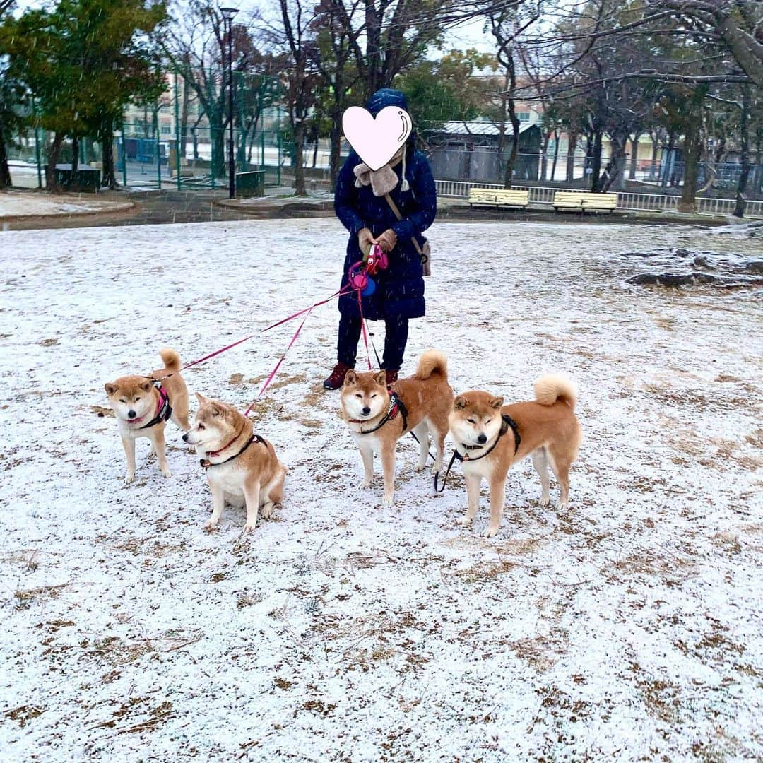 linnmamaさんのインスタグラム写真 - (linnmamaInstagram)「あさんぽは雪❄️〜①②いつもの公園の芝生広場にも少し積もってたよ😍〜③おまけの後頭部クイズ🤣〜わかるかな😘〜みんなの頭に雪❄️〜ごめん🙇‍♀️ひとり撮れてなかった😅 ＊ ＊  #柴犬#dog#柴犬凜の勇気凜々everyday#shibastagram#stayhome #あさんぽ#雪」2月18日 21時17分 - linnmama