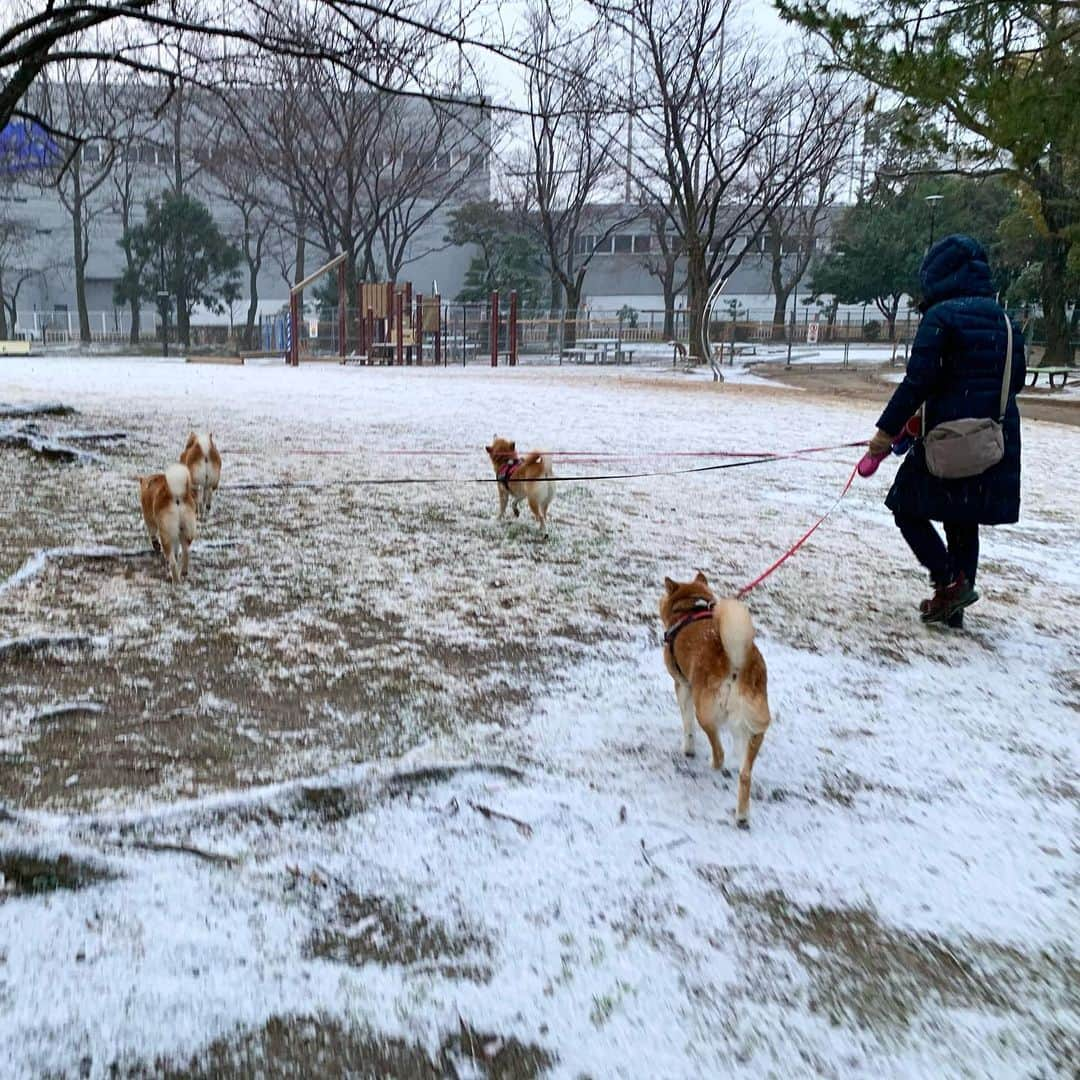 linnmamaさんのインスタグラム写真 - (linnmamaInstagram)「あさんぽは雪❄️〜①②いつもの公園の芝生広場にも少し積もってたよ😍〜③おまけの後頭部クイズ🤣〜わかるかな😘〜みんなの頭に雪❄️〜ごめん🙇‍♀️ひとり撮れてなかった😅 ＊ ＊  #柴犬#dog#柴犬凜の勇気凜々everyday#shibastagram#stayhome #あさんぽ#雪」2月18日 21時17分 - linnmama